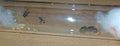 Camponotus aeneopilosus (golden tailed sugar ant)