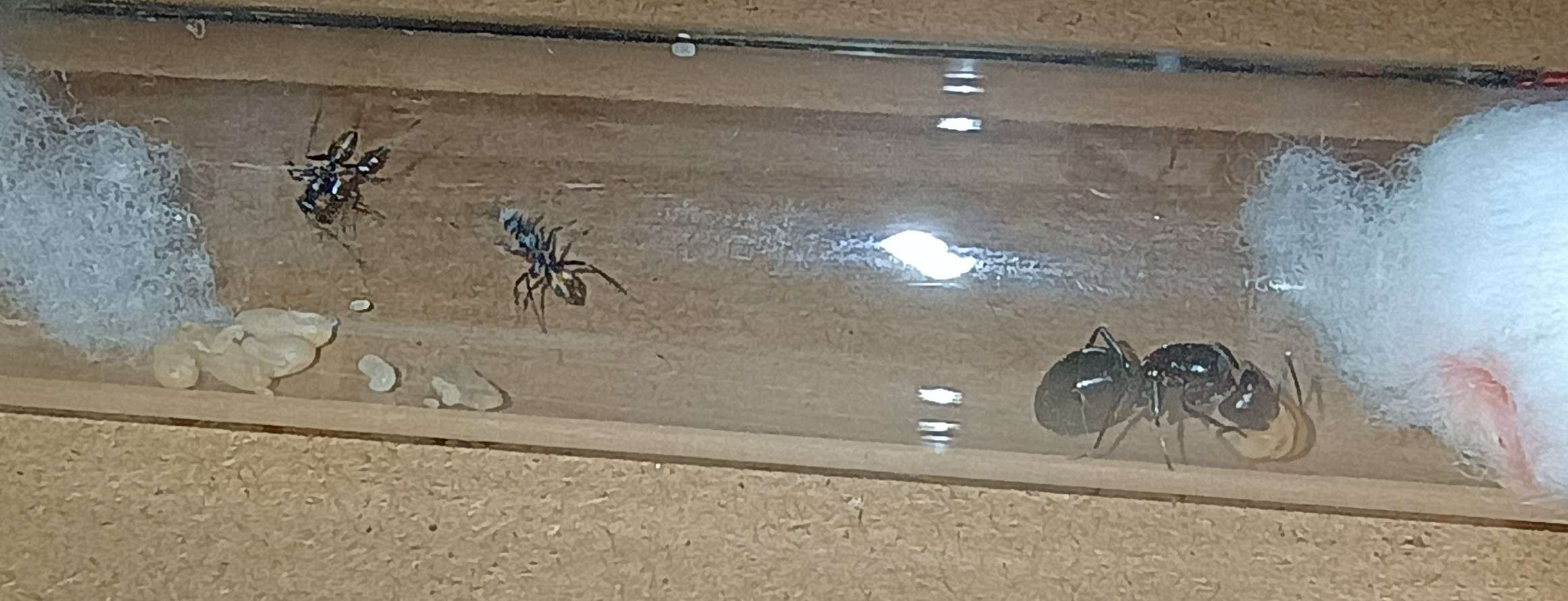Camponotus aeneopilosus (golden tailed sugar ant)