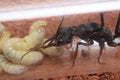 Myrmecia pyroformis