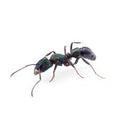 Rhytidoponera metallica