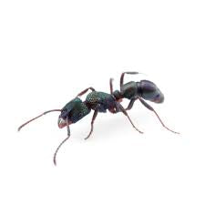 Rhytidoponera metallica