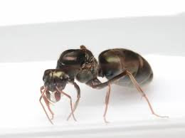 Iridomyrmex purpereus meat ant