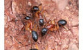 Campontus nigriceps