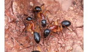 Campontus nigriceps