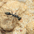Myrmecia pilosoula